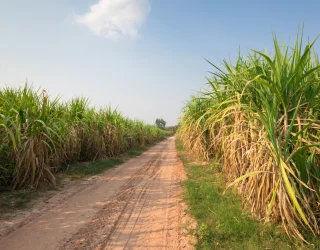 P&egrave;re Labat : L'Essence du Rhum Guadeloup&eacute;en
