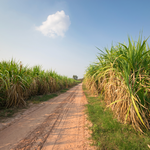 Père Labat : L'Essence du Rhum Guadeloupéen